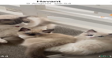 Ragdoll cats - Advert 1