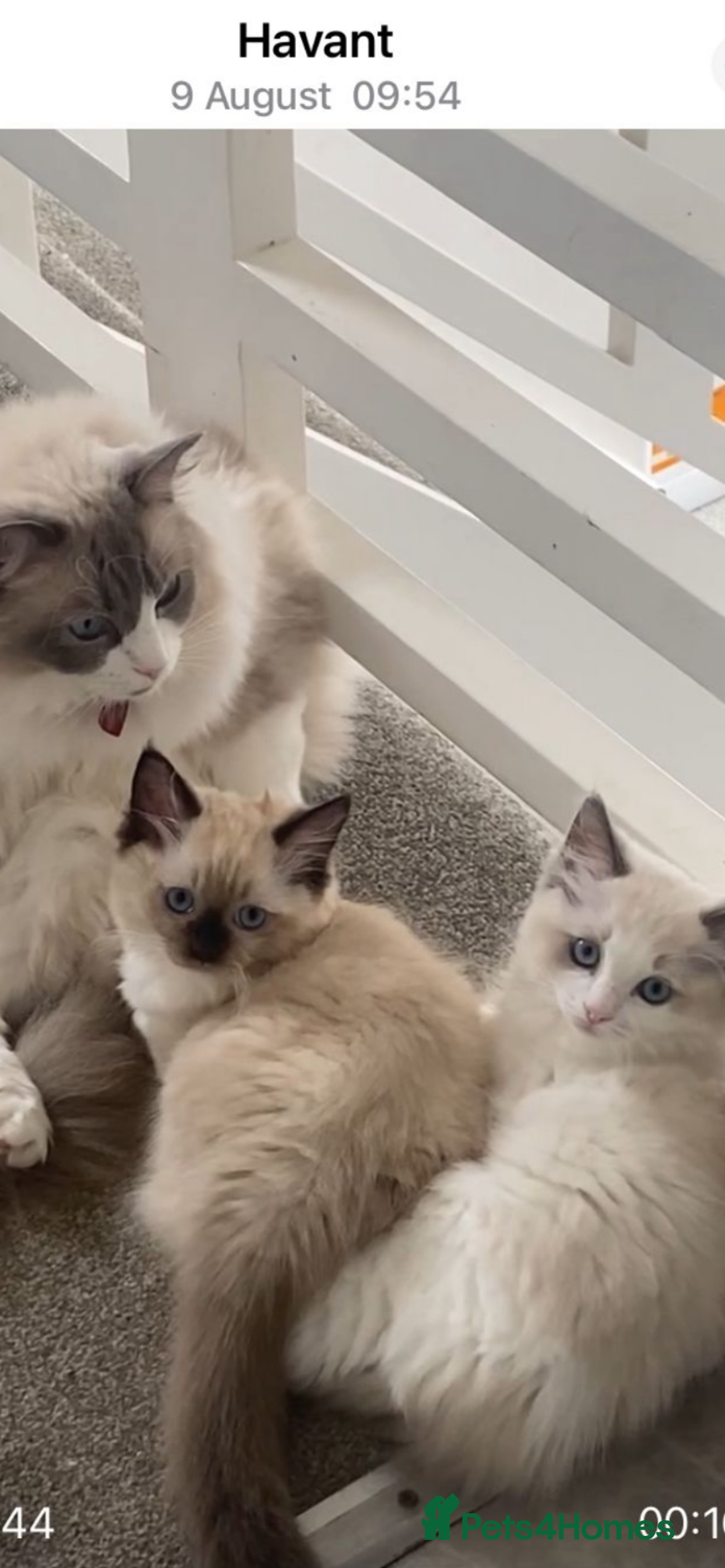 Ragdoll cats for sale: Available Now! GCCFReg   - Image 7