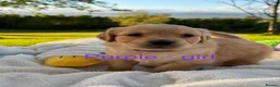 Golden Retriever dogs for sale: MGolden Retriever Puppies – Ready from 12th June - Advert 17