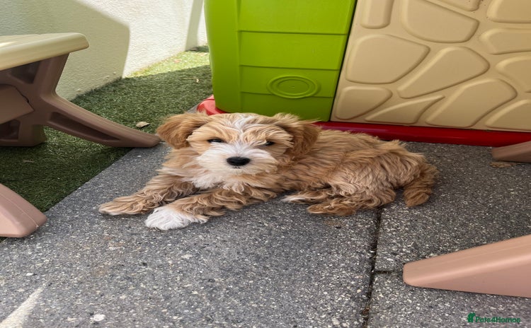 Maltipoo dogs - Advert 2