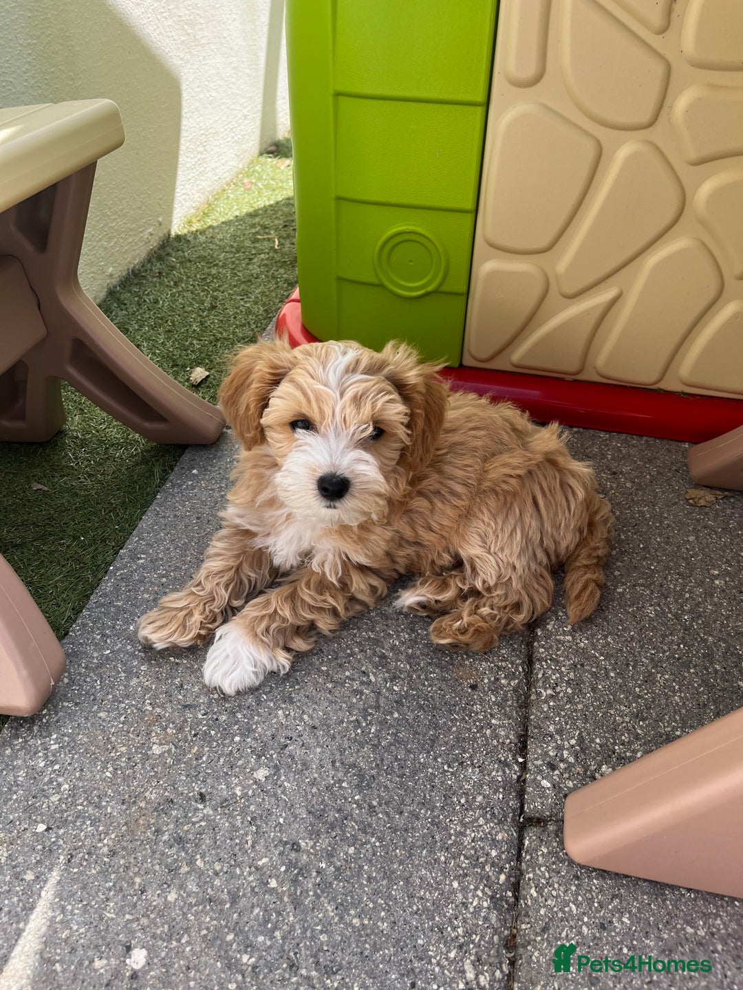 Maltipoo dogs for sale: A litter of 5 beautiful Maltipoo’s  - Image 1