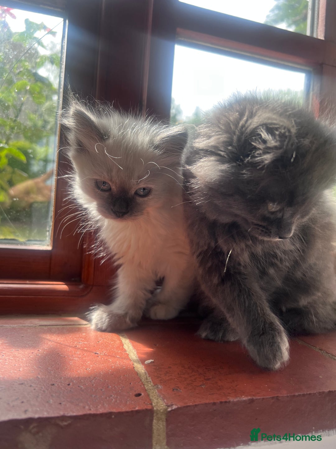 Siberian cats for sale: Gorgeous Siberian kittens🐾 in Newport Pagnell - Image 2