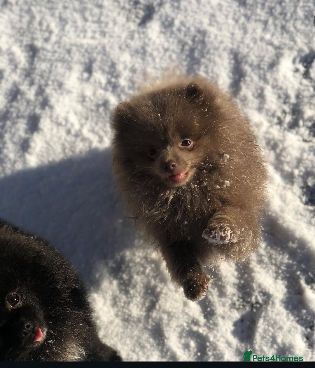 Pomeranian dogs for sale: Pomchi - Advert 4