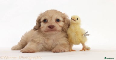 Doxiepoo dogs - Advert 7
