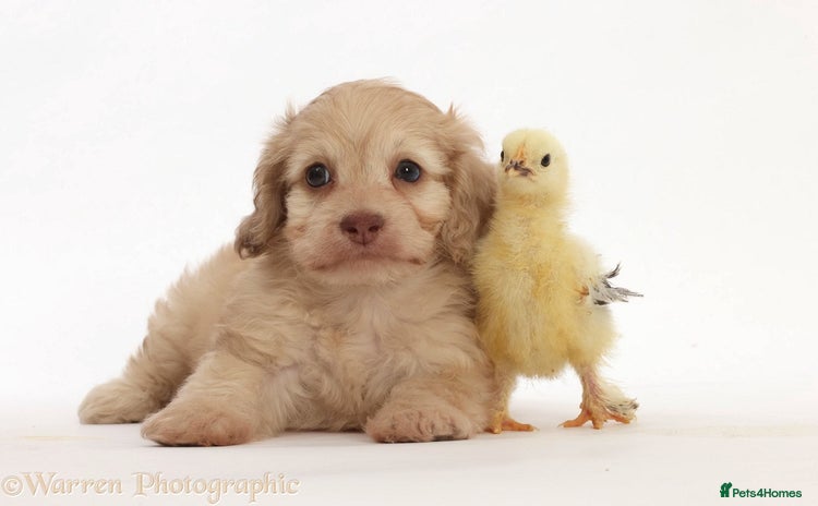 Doxiepoo dogs - Advert 1