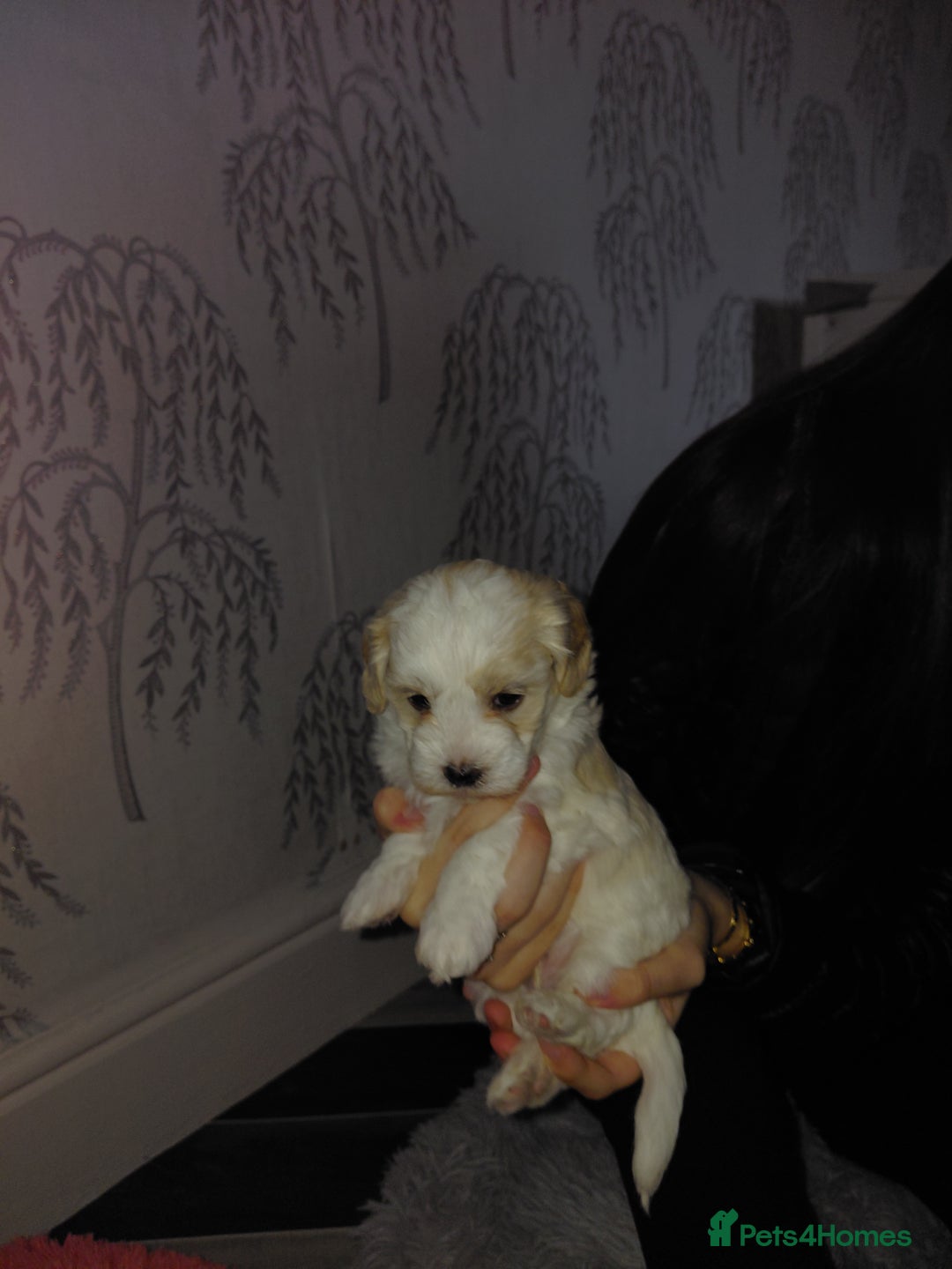 Maltipoo dogs for sale: F1 tiny adorable maltipoo  - Advert 16