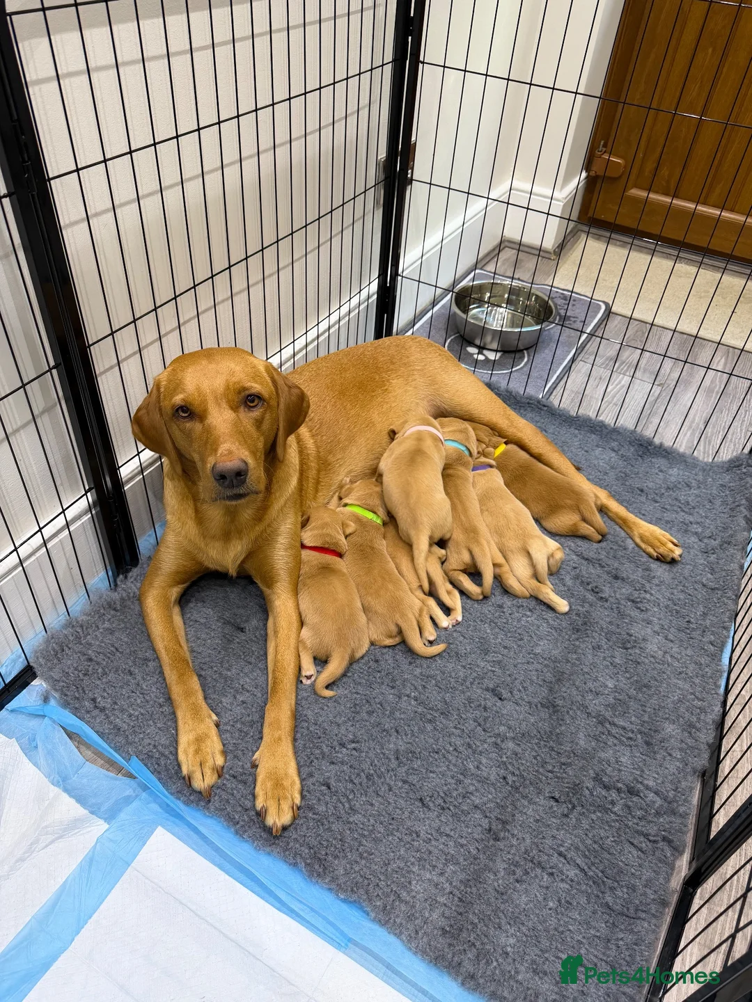 Labrador Retriever dogs for sale: 🐾 LAST GIRLS REMAINING 🐾 - Advert 1