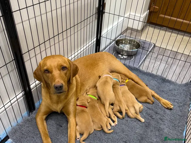 Labrador Retriever dogs for sale: 🐾 LAST GIRLS REMAINING 🐾 - Advert 2