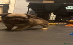 Chihuahua dogs for sale: 4 adorable male 3/4 chihuahuas  - Advert 8