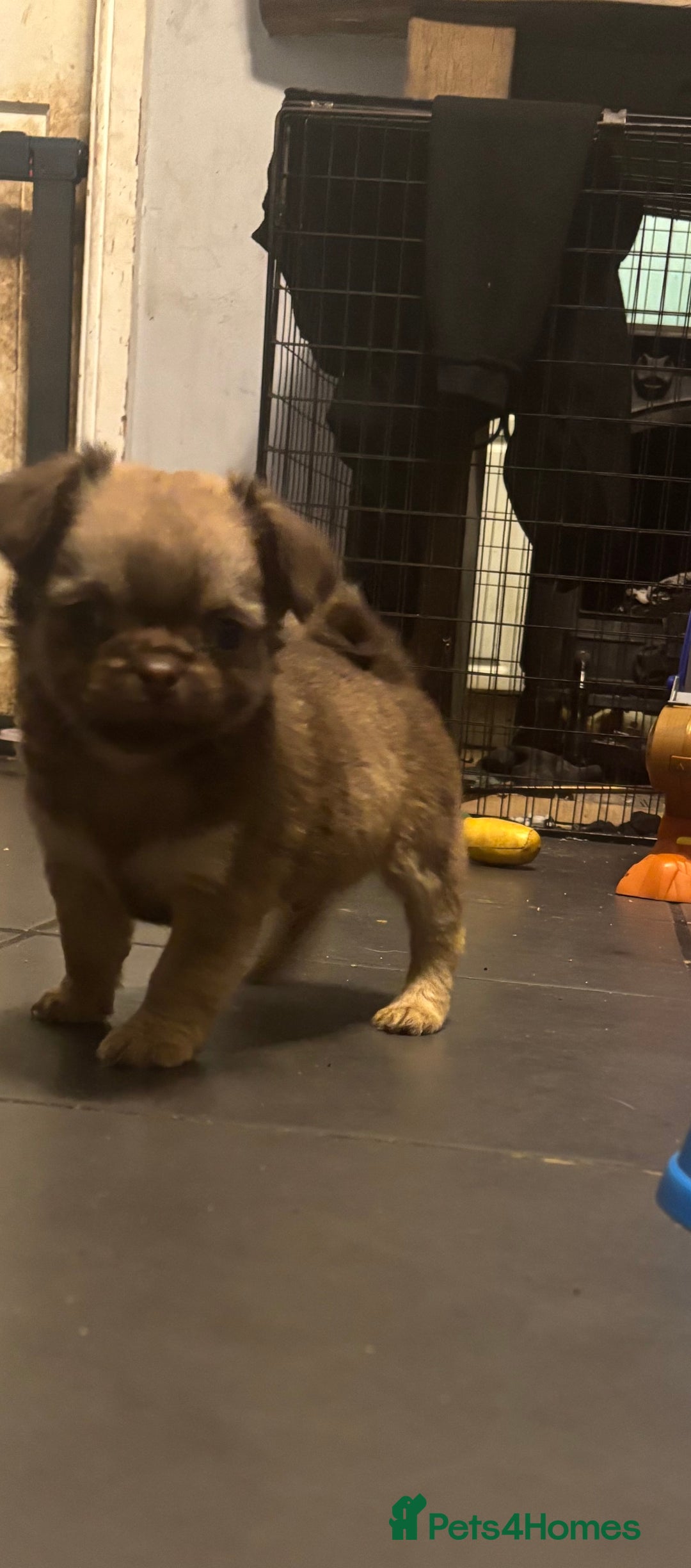 Chihuahua dogs for sale: 4 adorable male 3/4 chihuahuas  - Advert 8