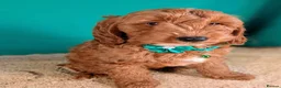 Cockapoo dogs for sale: F1B Cockapoo Puppies Ready for Their Forever Homes in Whitland - Advert 8