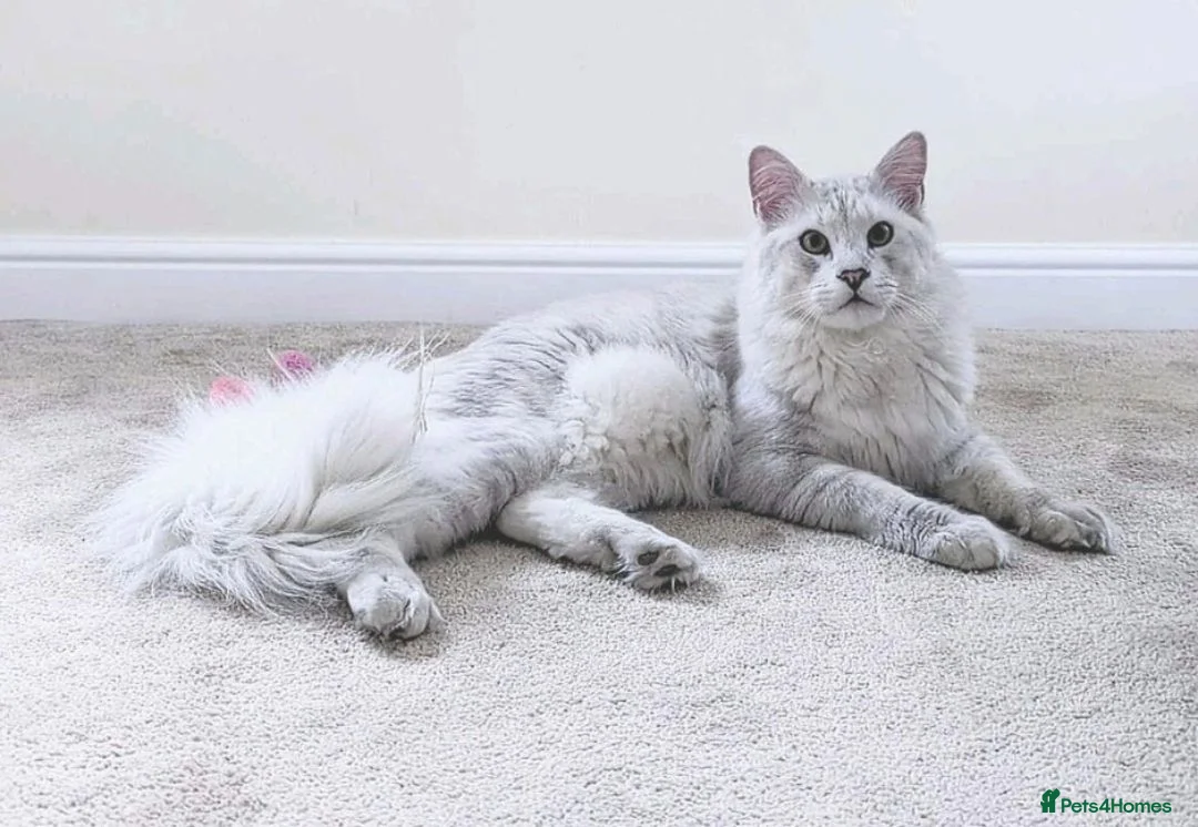 Maine Coon cats for sale: STUNNING RARE Maine Coons Shaded Shell Silver - Advert 29