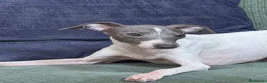 Italian Greyhound Puppy 3