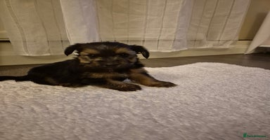 Yorkshire Terrier dogs - Advert 12