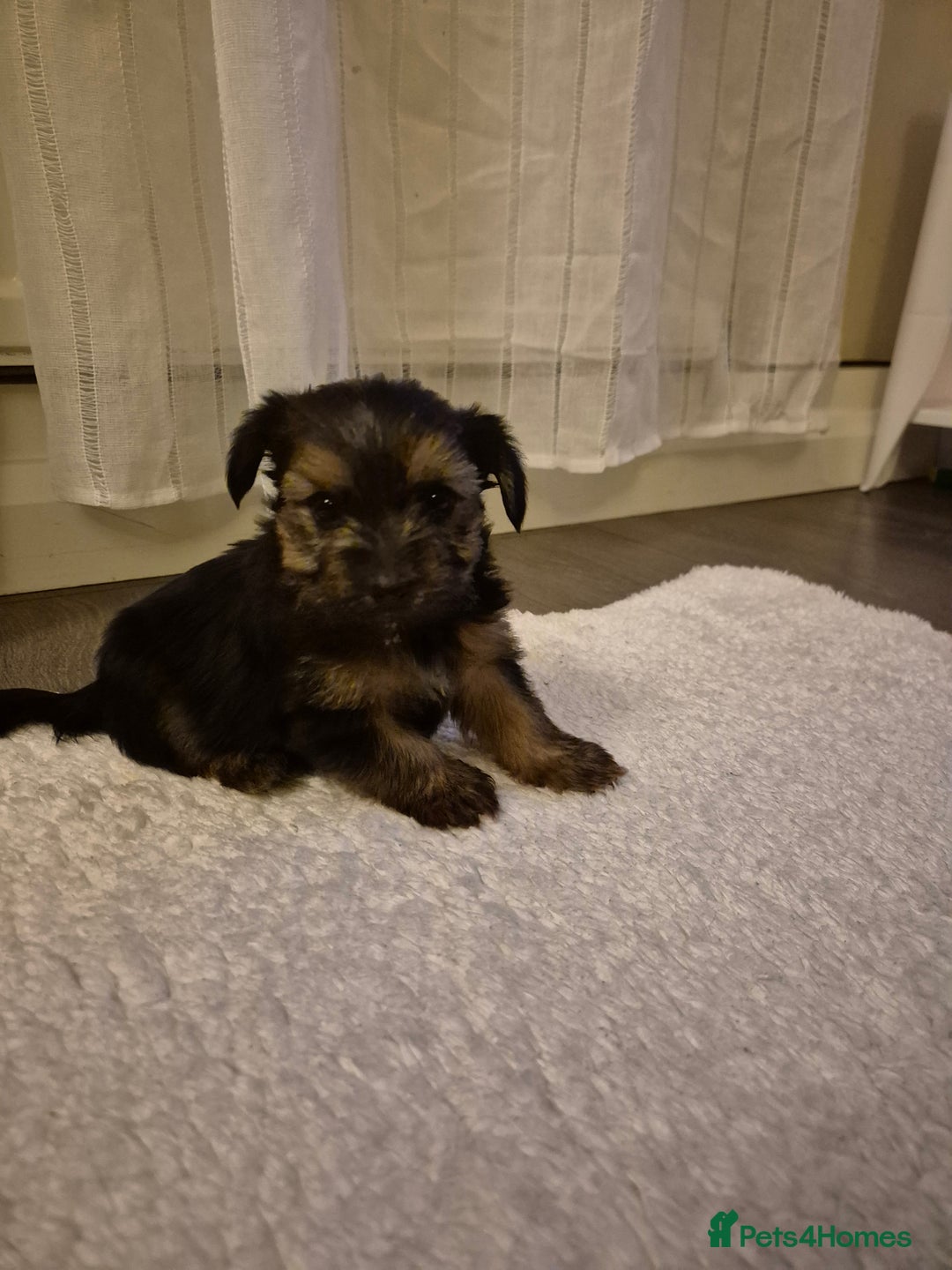 Yorkshire Terrier dogs for sale: Yorkshire terrier pappy for sale - Image 3