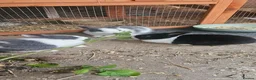 Rex rabbits for sale: Friendly male rabbit - Advert 6
