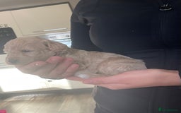 Mixed Breed dogs for sale: Cockapoo/poochon - Image 4