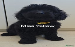 Mini Goldendoodle dogs for sale: 5 beautiful healthy goldendoodle F1 - Image 4
