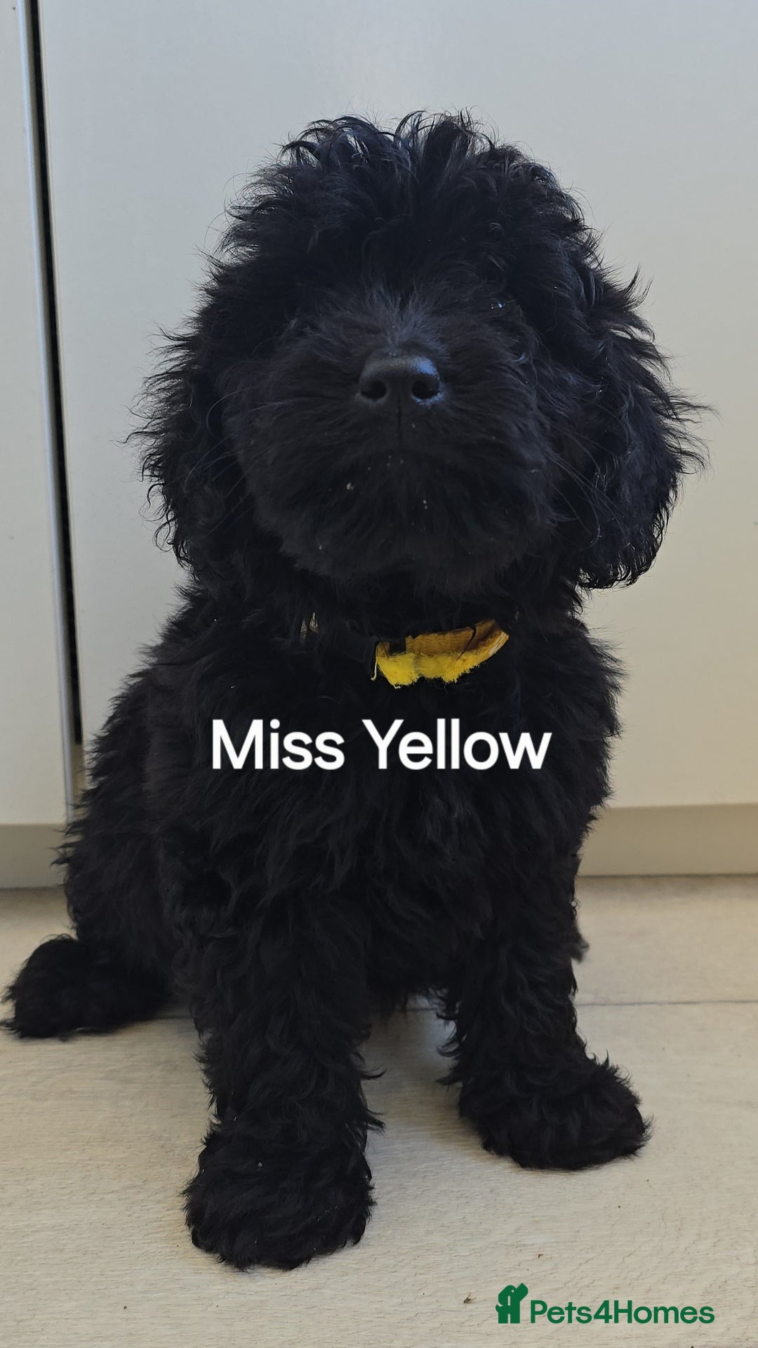 Mini Goldendoodle dogs for sale: 5 beautiful healthy goldendoodle F1 - Image 4