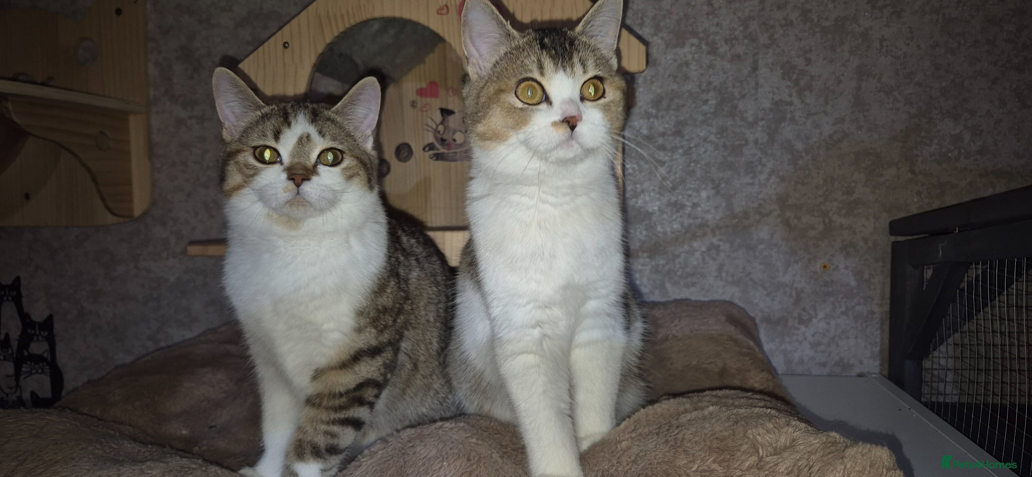 British Shorthair cats Last boy and girl, purebred BSH TICA reg. - Advert 2