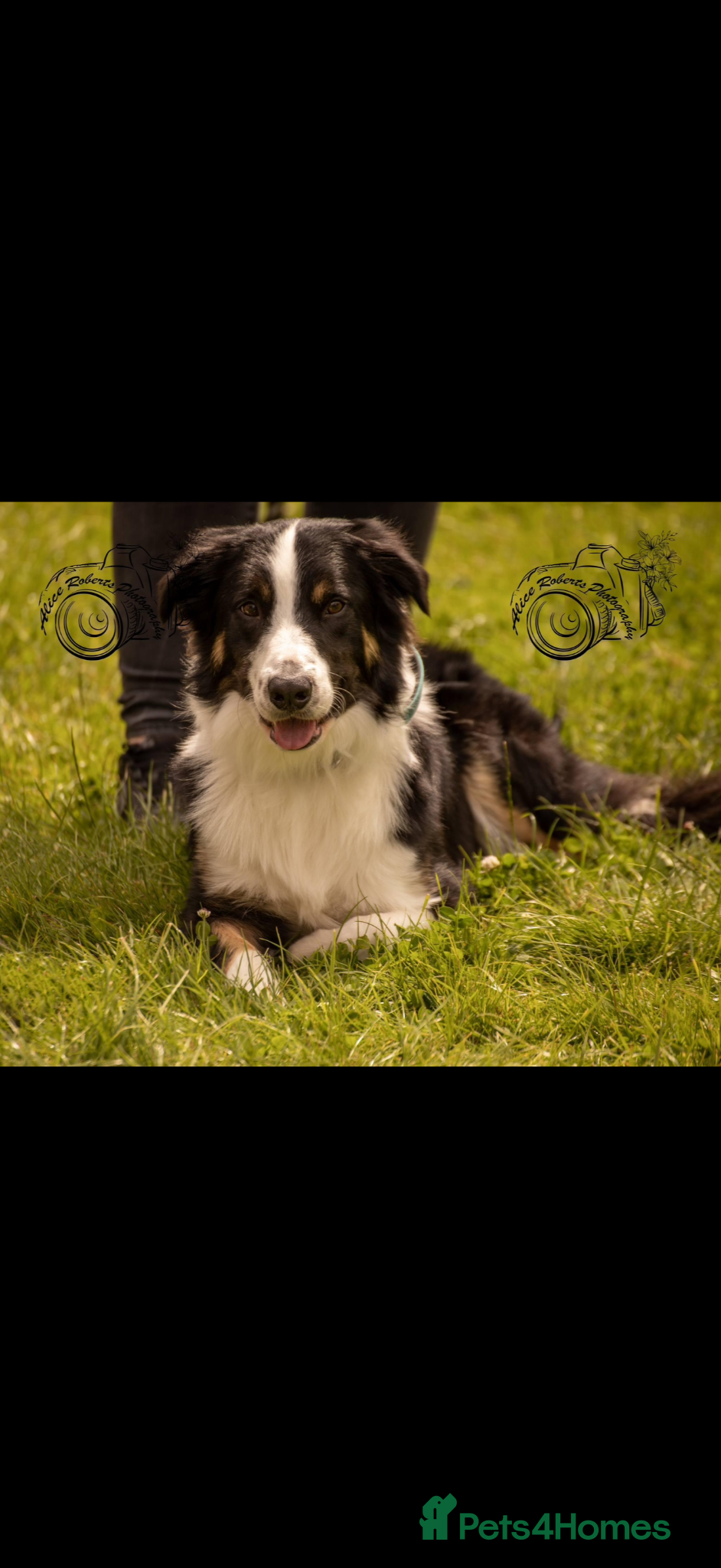 Border Collie dogs Large Tri color border collie STUD  - Advert 1
