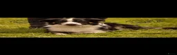 Border Collie dogs for stud: Large Tri color border collie STUD  in Deeside - Advert 1