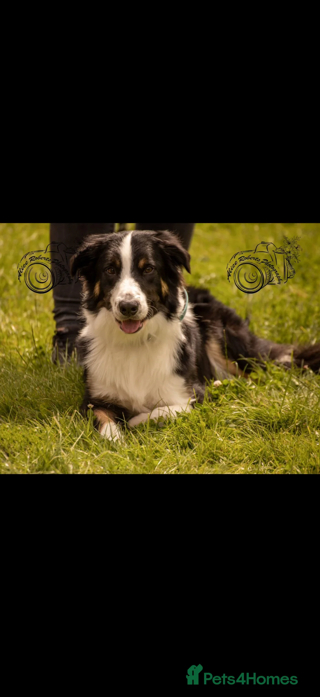 Border Collie dogs for stud: Large Tri color border collie STUD  in Deeside - Advert 1