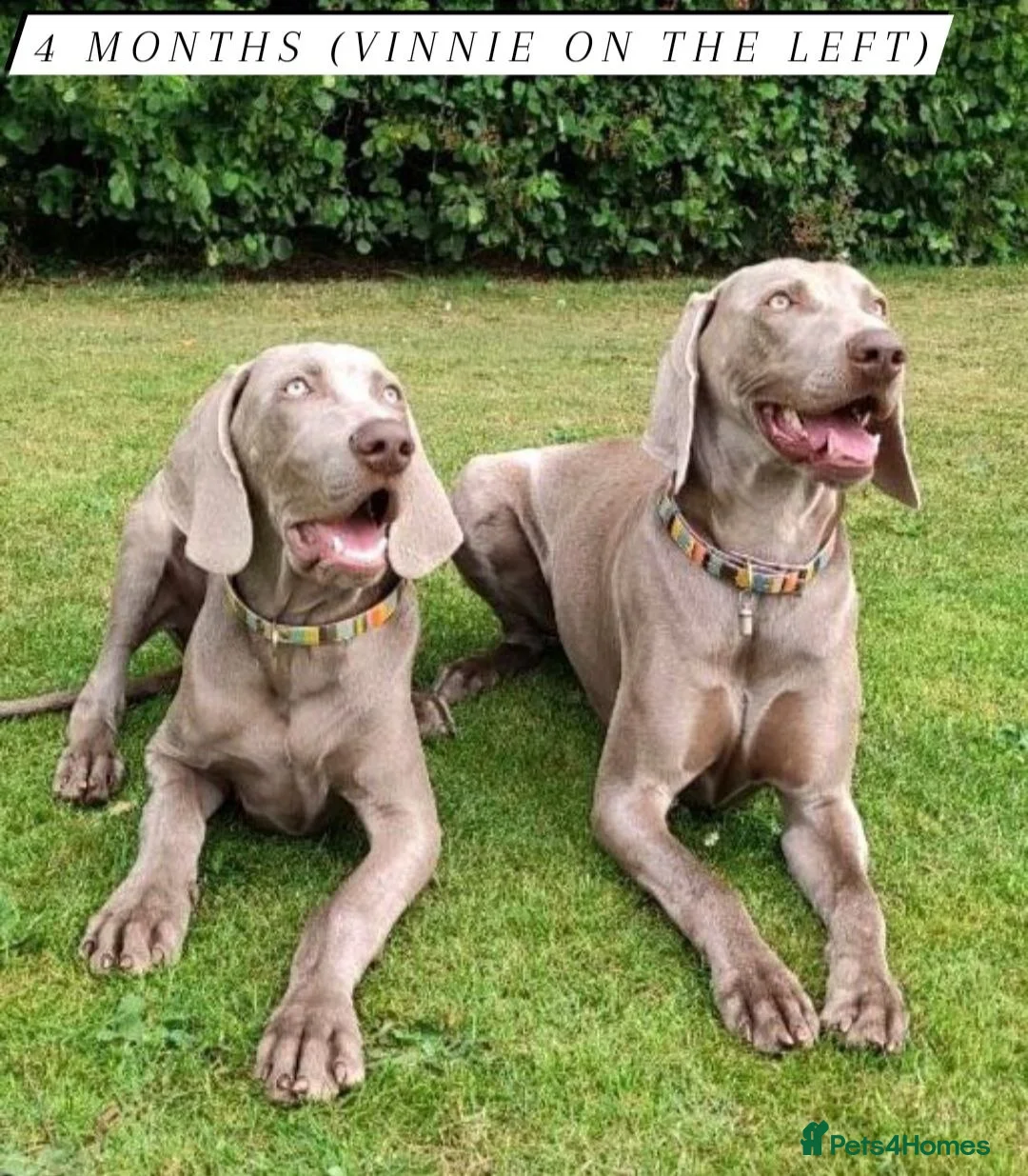 Weimaraner dogs for stud: 🌟Superb🌟Proven🌟Hip Scored🌟KC in Woodbridge - Advert 13