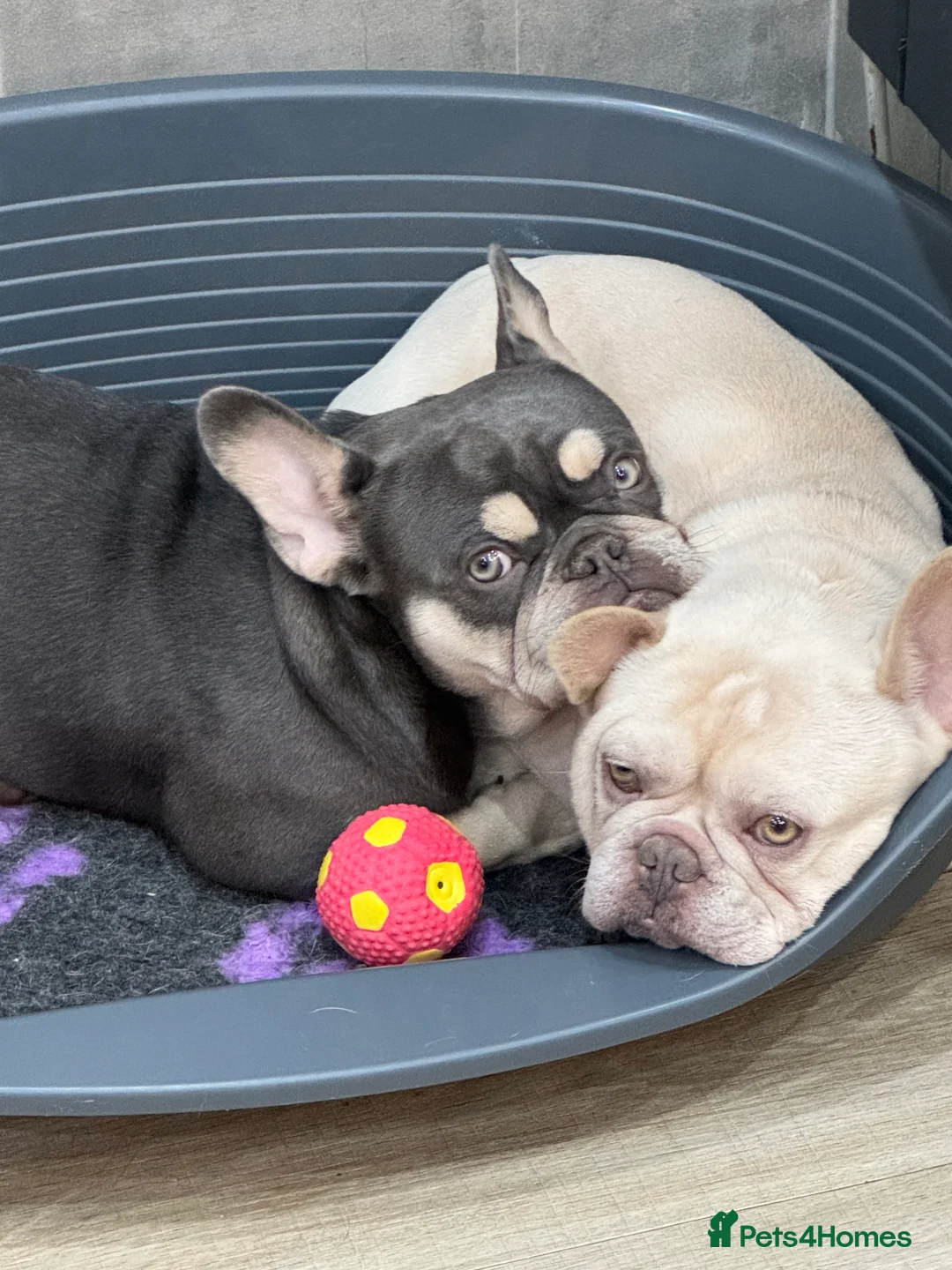 French Bulldog dogs for stud: Amazing structure and quality ‼️ in Ebbw Vale - Advert 39
