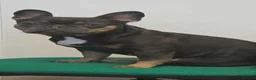 French Bulldog dogs for sale: 4 year old French bulldog  in Pwllheli - Advert 8