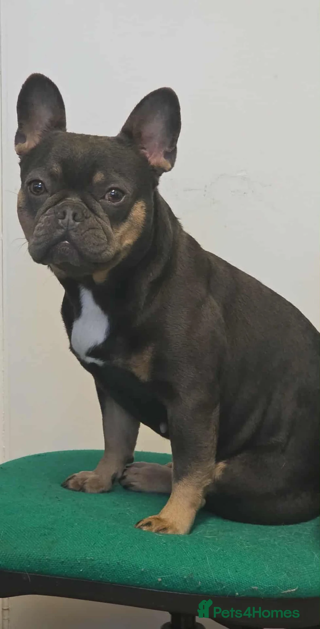 French Bulldog dogs for sale: 4 year old French bulldog  in Pwllheli - Advert 8