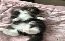 Mixed Breed cats for sale: Cute kitten for sale. - Image 3