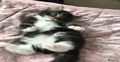 Mixed Breed cats - Advert 13