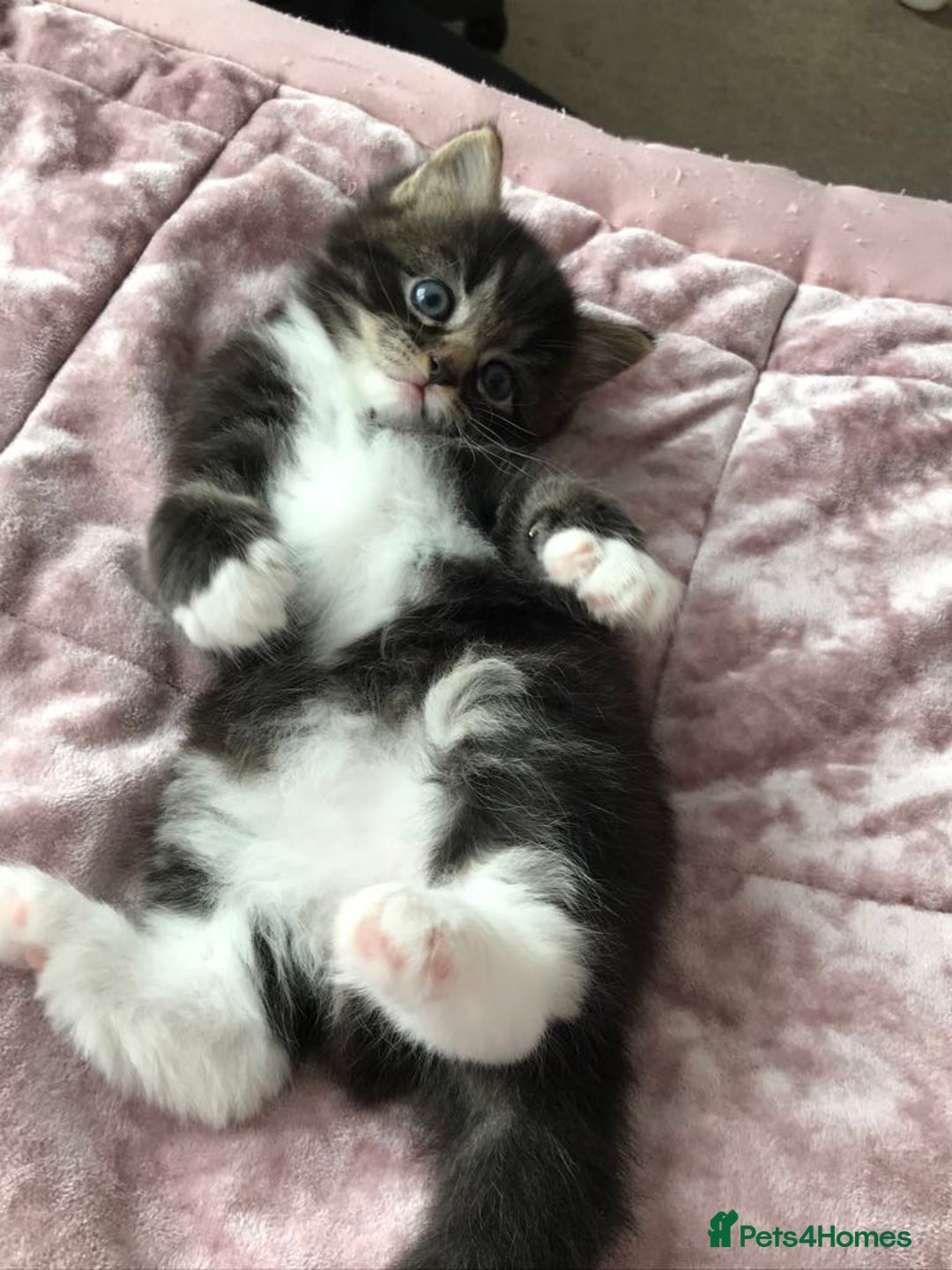 Mixed Breed cats for sale: Cute kitten for sale. - Image 3