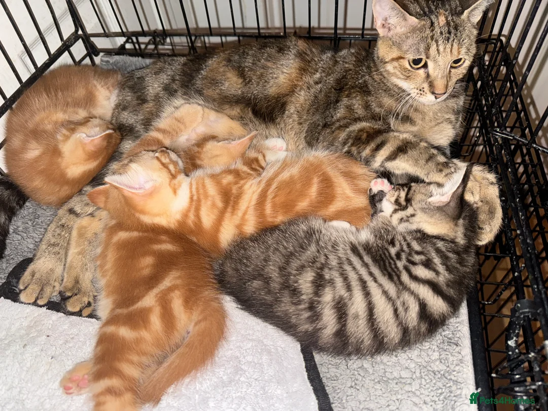 American Shorthair cats for sale: Beautiful Rare GingerKittens Alonghair X BSH cross - Advert 18