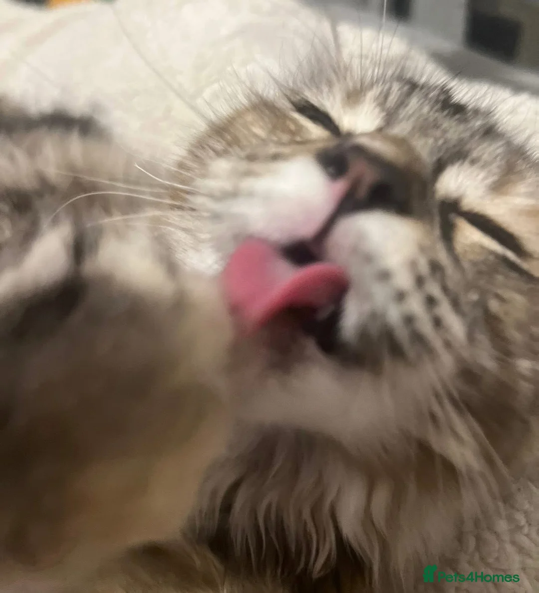 Mixed Breed cats for sale: Nala Mainecoon mixed ragdoll 1 year 6 months old - Advert 10