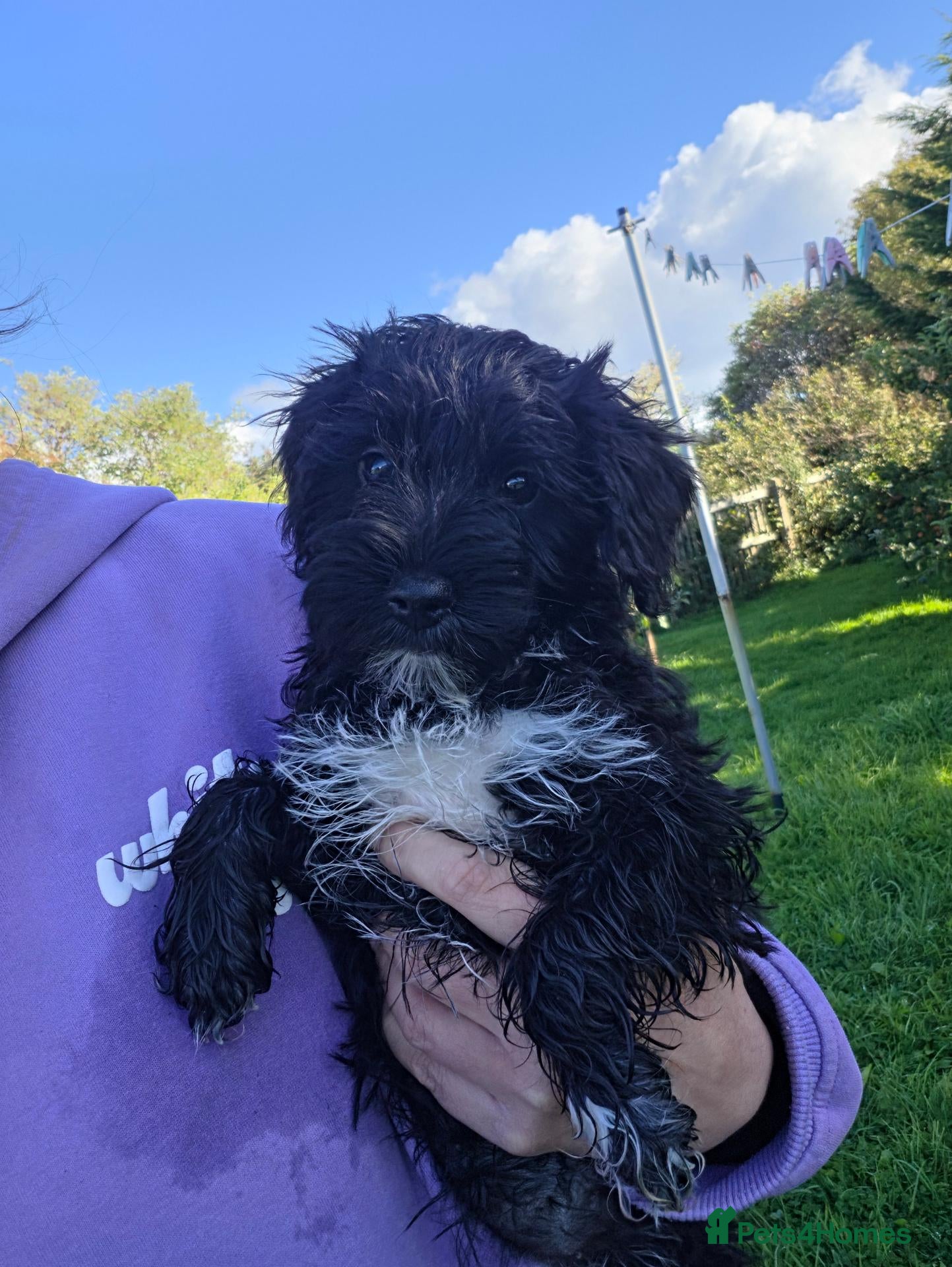 Miniature Schnauzer dogs 🐾❤️ Stunning Miniature Schnauzer Puppies 🐾❤️ - Advert 2
