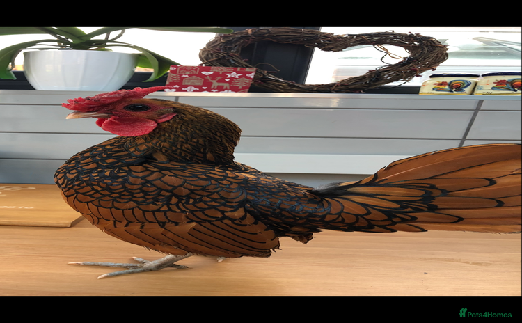 Chickens poultry - Advert 6