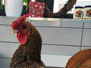 Chickens poultry - Advert 36