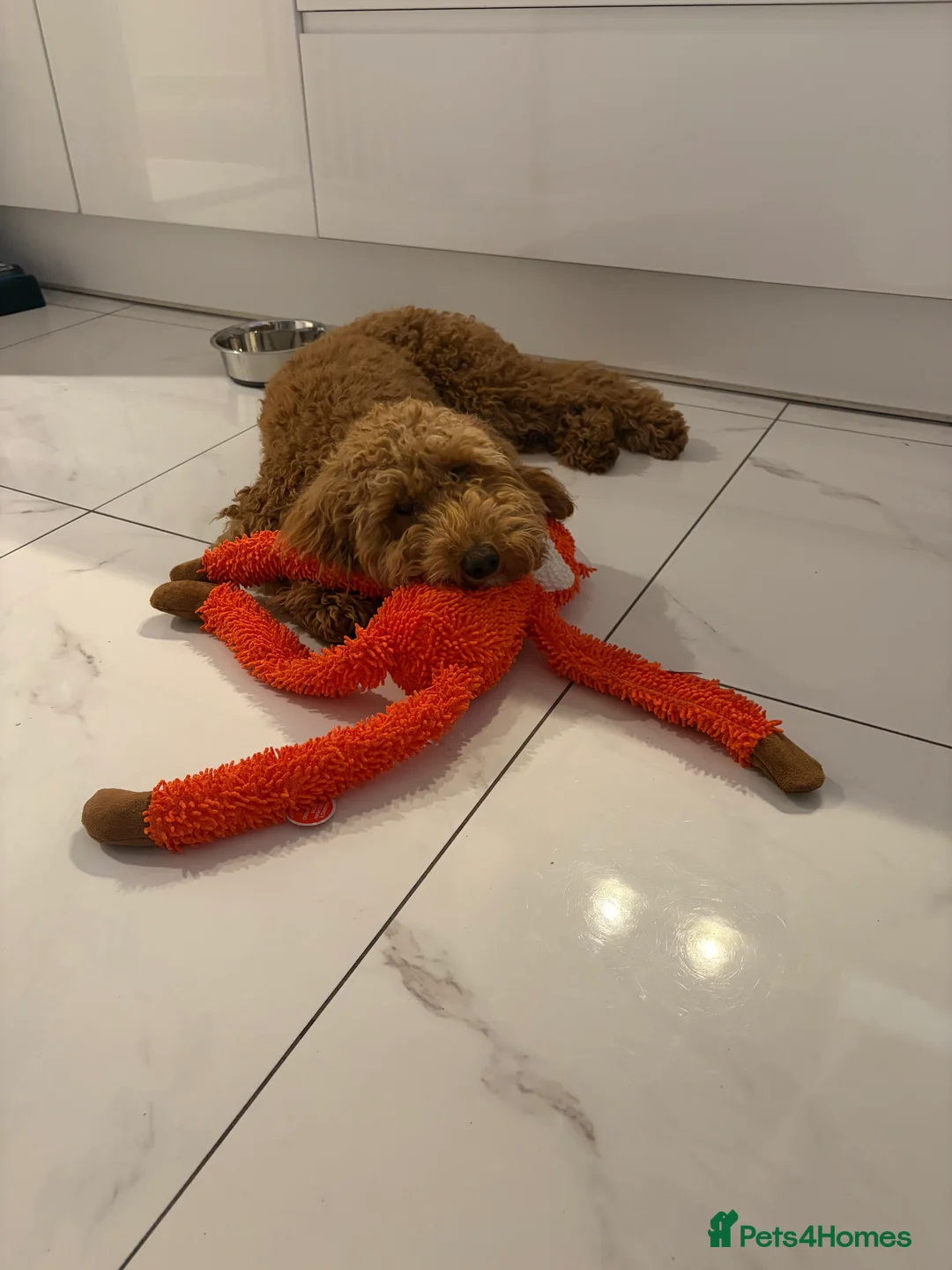 Cockapoo dogs for sale: Two Cockapoo (9 month)  - Advert 6