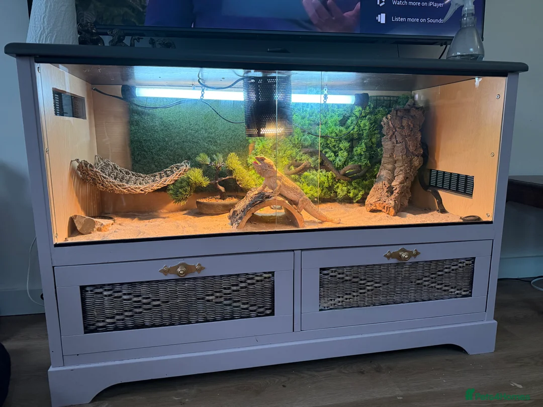 Bearded Dragon reptiles for sale: Breaded dragon in Hemel Hempstead - Advert 2