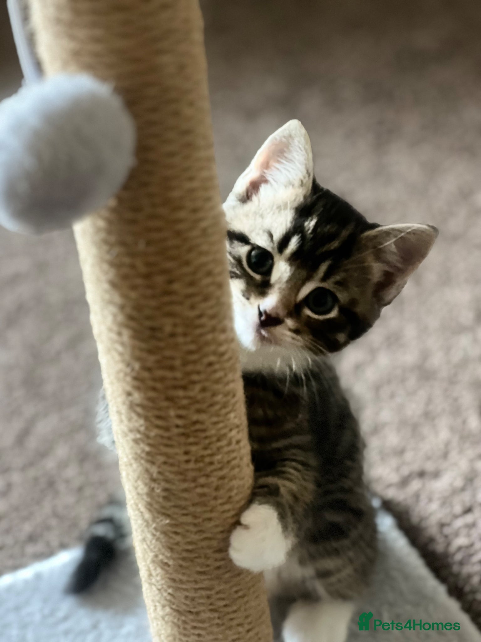 Mixed Breed cats  2 girls , 1 boy left  - Advert 17