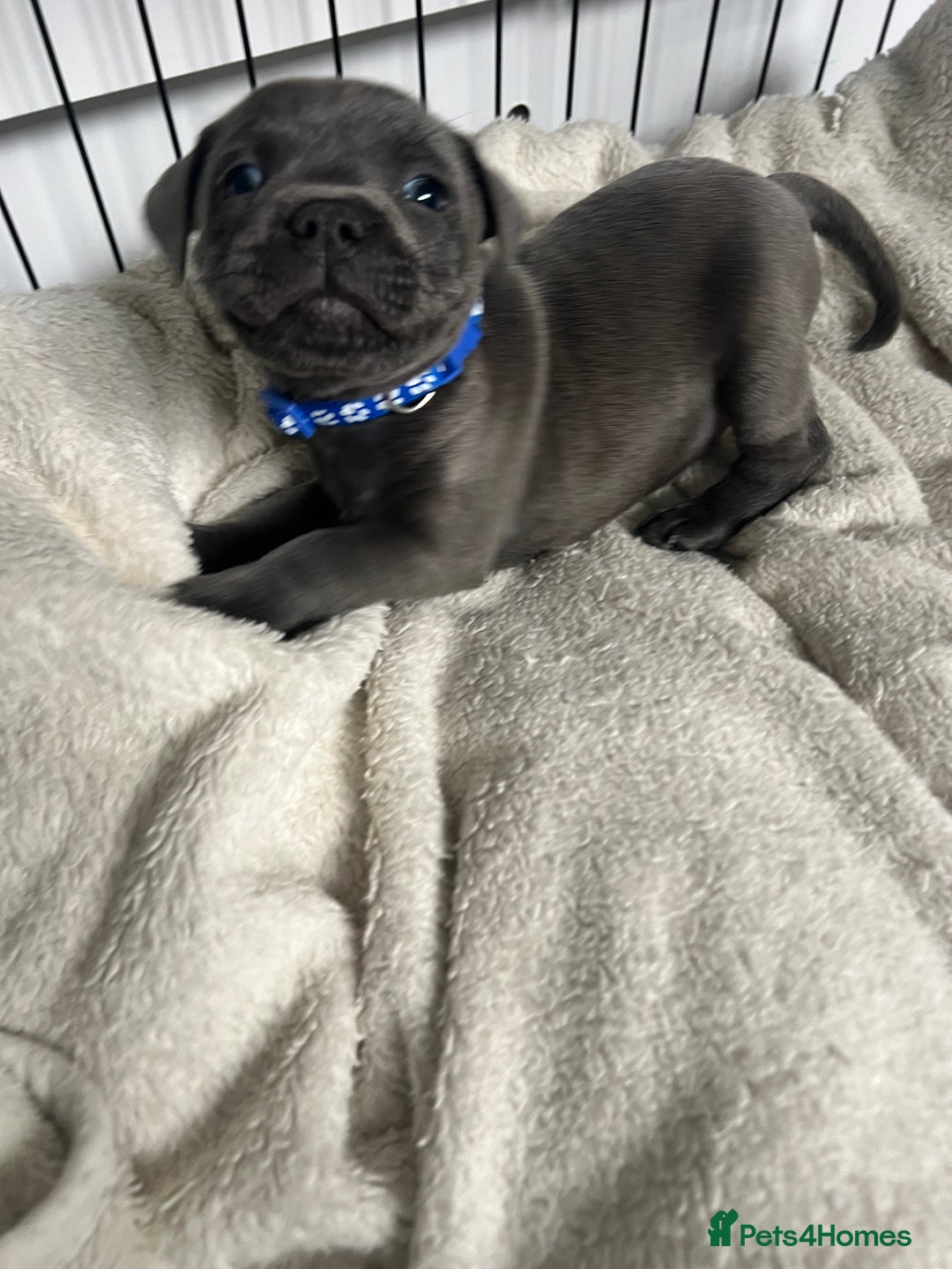 Staffordshire Bull Terrier dogs for sale: LAST ONE🥇VALGLO BLOODLINE SHORT STOCKY STAFFS 🏆 - Image 9