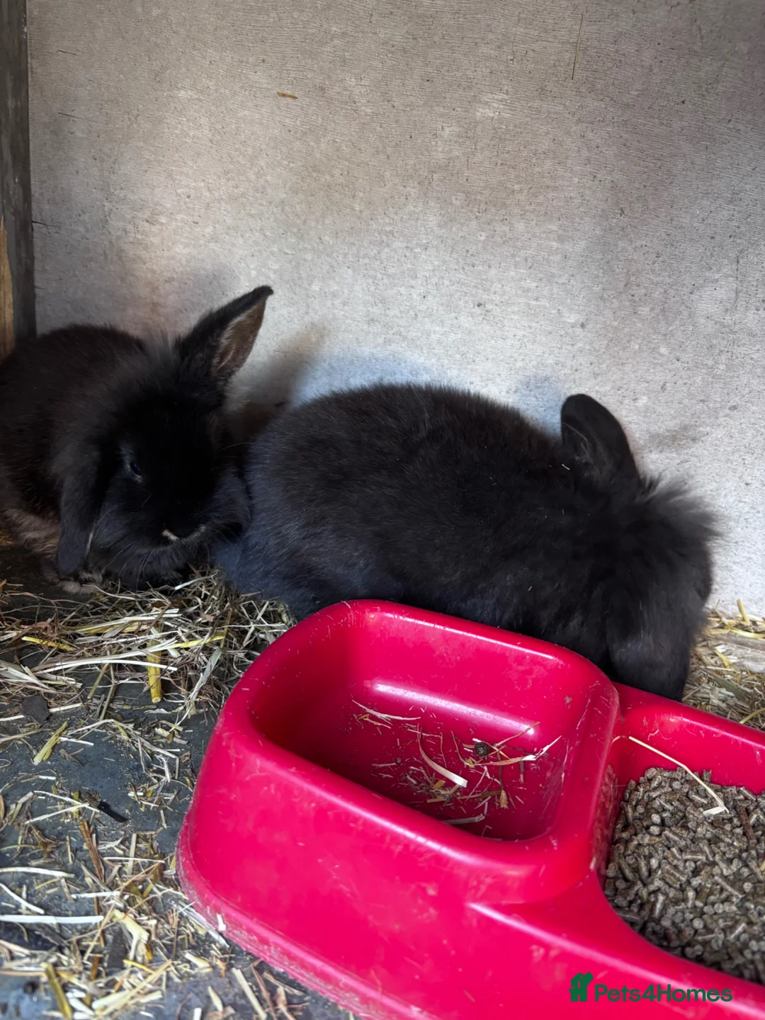 Mini Lion Lop rabbits for sale: 2 Beautiful Mini Lionhead Lops for Sale! £35 Each - Advert 5