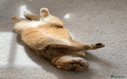 Scottish Fold cats for sale: Scottish fold for adoption. - Image 10