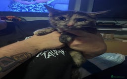 Mixed Breed cats for sale: Little possum is looking for her own home  - Image 1