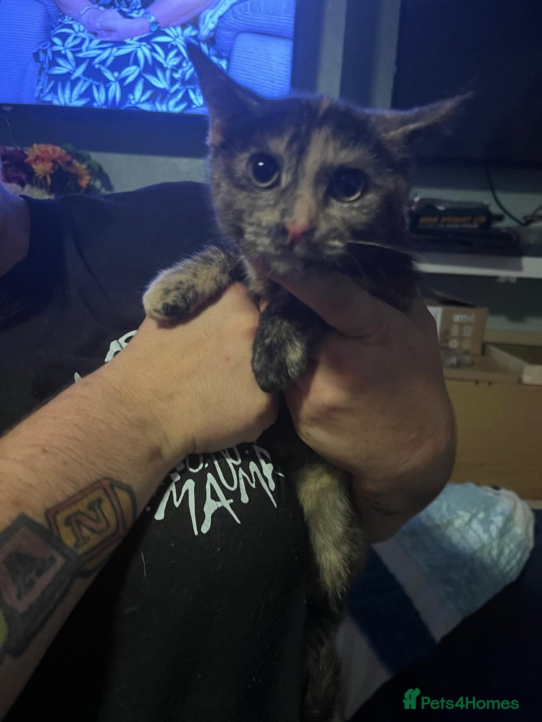 Mixed Breed cats for sale: Little possum is looking for her own home  - Image 1