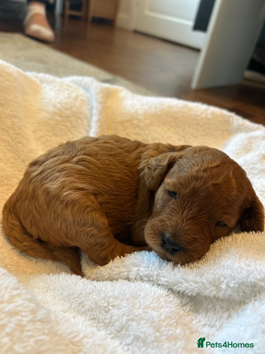 Cockapoo dogs for sale: ⭐️Exceptional litter - Cockapoo F1BB⭐️ - Image 24
