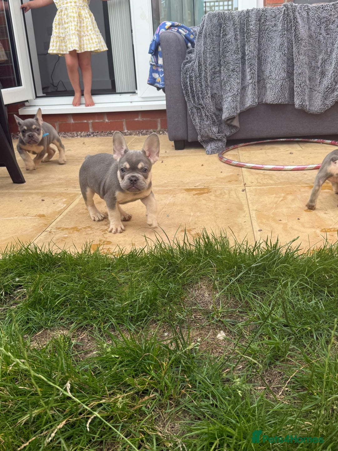French Bulldog dogs for sale: French Bulldog Puppies - Image 20