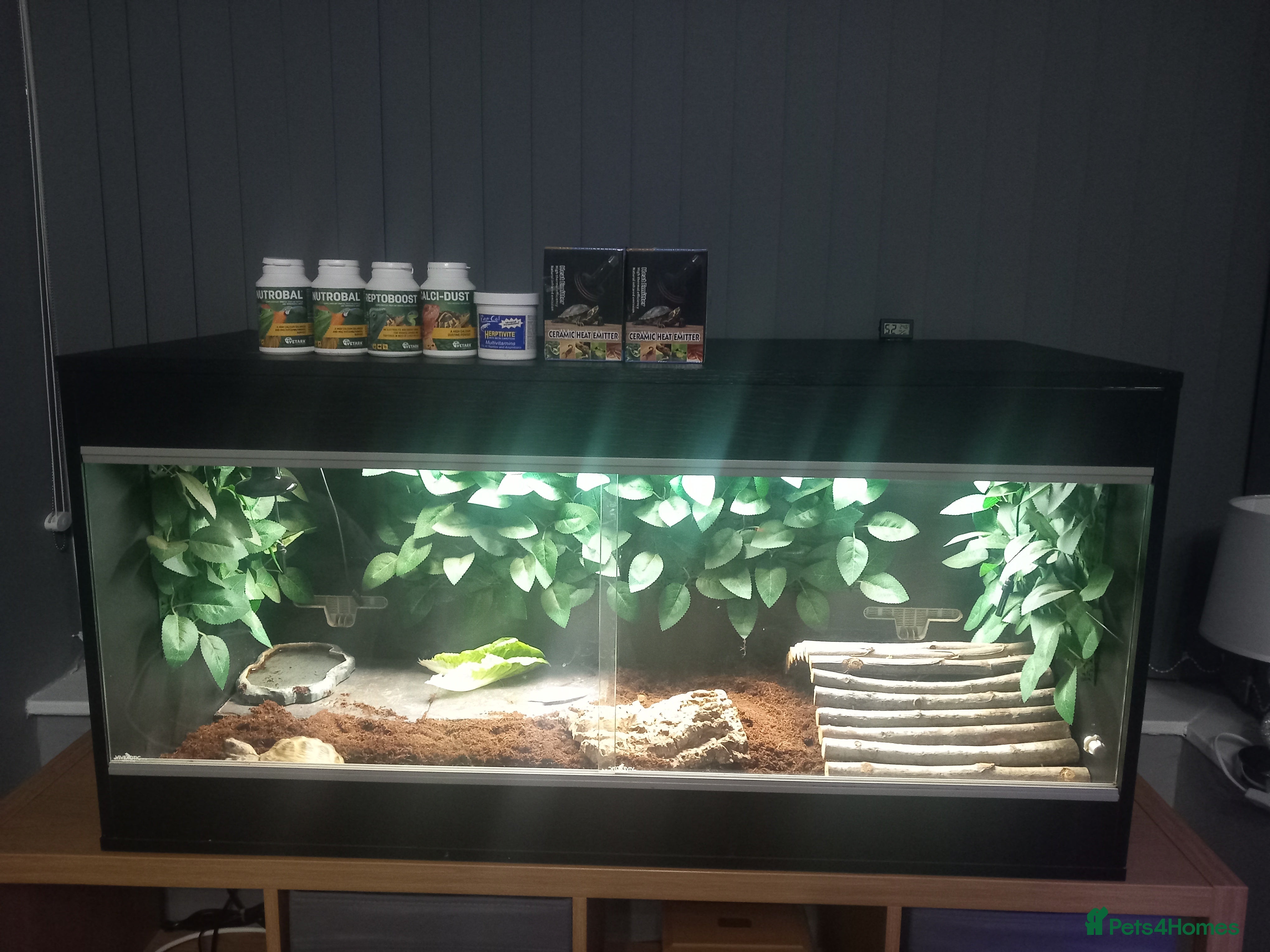 Tortoise reptiles Horsefield tortoise  - Advert 1